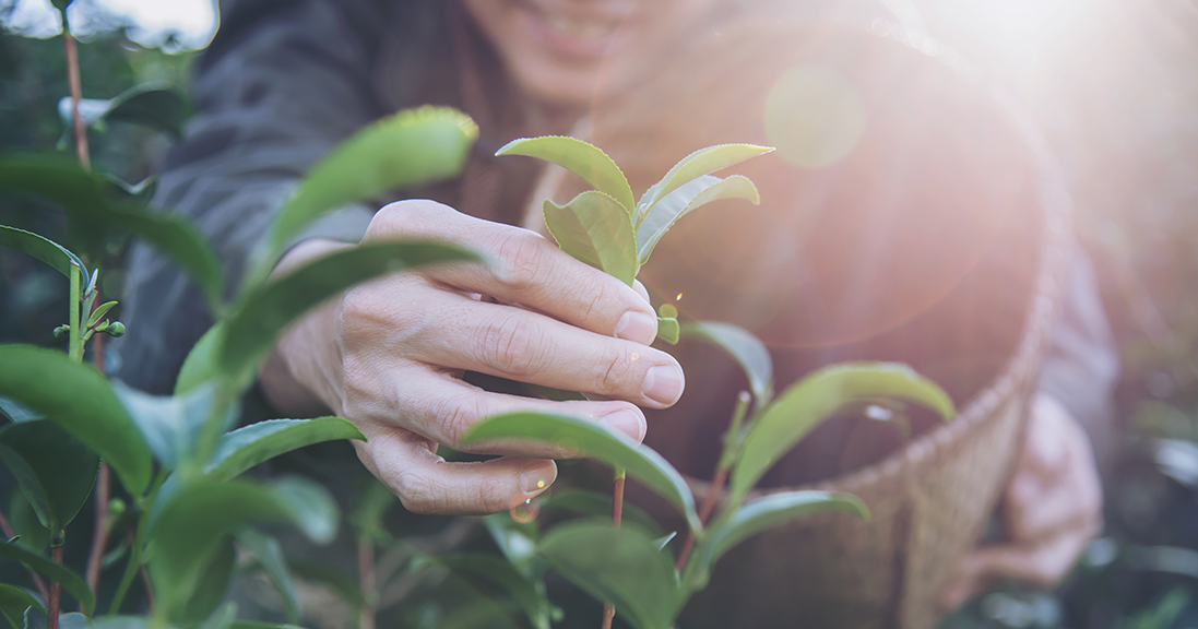 Developing the Green Belt